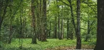 Gestionnaire forestier - Guy VADROT Gestion de patrimoine forestier – Sylviculture et travaux